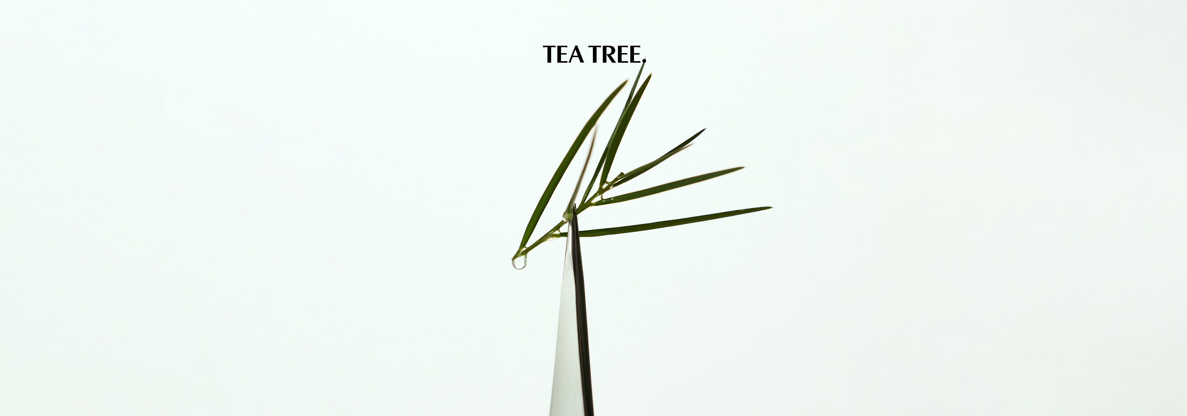 Tea tree — GYEOL HAUS signature ingredient